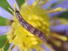 Eupithecia virgaureata