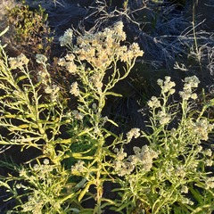 Pseudognaphalium undulatum