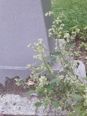 Chenopodium album