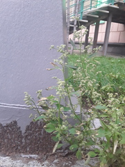 Chenopodium album