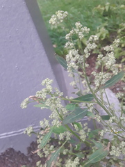 Chenopodium album