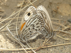 Argyrophorus argenteus