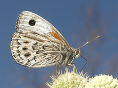 Argyrophorus argenteus