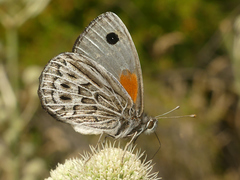 Argyrophorus argenteus