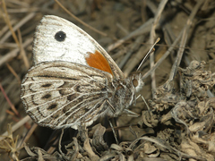 Argyrophorus argenteus