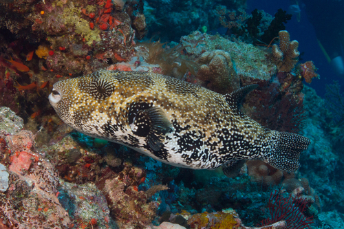 Map Puffer