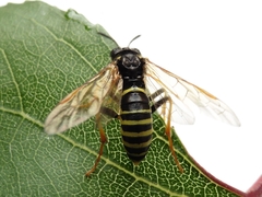 Tenthredo algoviensis