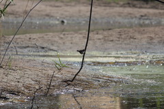 Acrocephalus arundinaceus