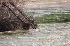 Acrocephalus arundinaceus