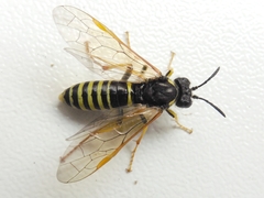 Tenthredo algoviensis