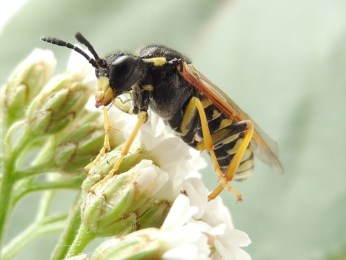 Tenthredo algoviensis