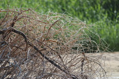 Acrocephalus arundinaceus