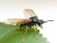 Tenthredo algoviensis