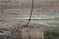 Acrocephalus arundinaceus