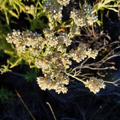 Pseudognaphalium undulatum