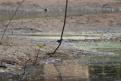 Acrocephalus arundinaceus