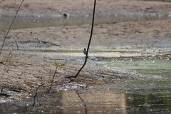 Acrocephalus arundinaceus