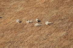 Ptyonoprogne fuligula