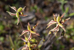 Caladenia roei