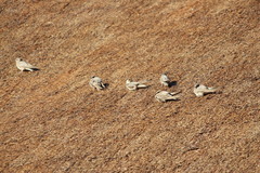 Ptyonoprogne fuligula