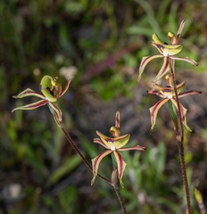 Caladenia roei