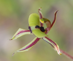 Caladenia roei