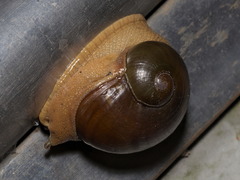 Megaustenia imperator