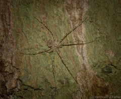 Tamopsis tweedensis