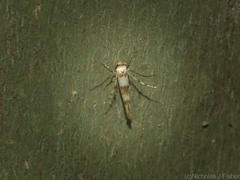 Stathmopoda tritophaea