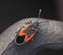 Melacoryphus admirabilis