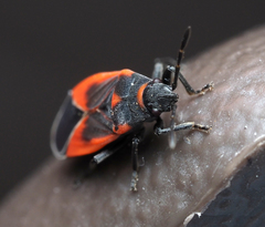 Melacoryphus admirabilis