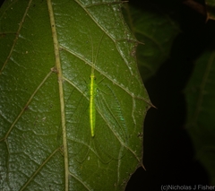 Ankylopteryx pallida