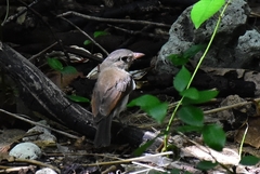 Pachycephala cinerea