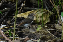 Pachycephala cinerea
