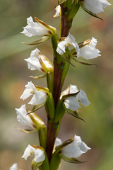 Prasophyllum hians