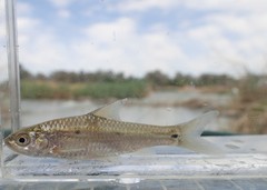 Enteromius trimaculatus