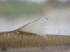 Enteromius trimaculatus