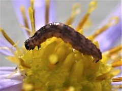Eupithecia virgaureata