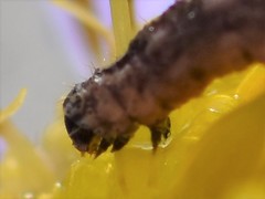 Eupithecia virgaureata