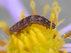 Eupithecia virgaureata