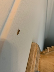 Lepidoptera