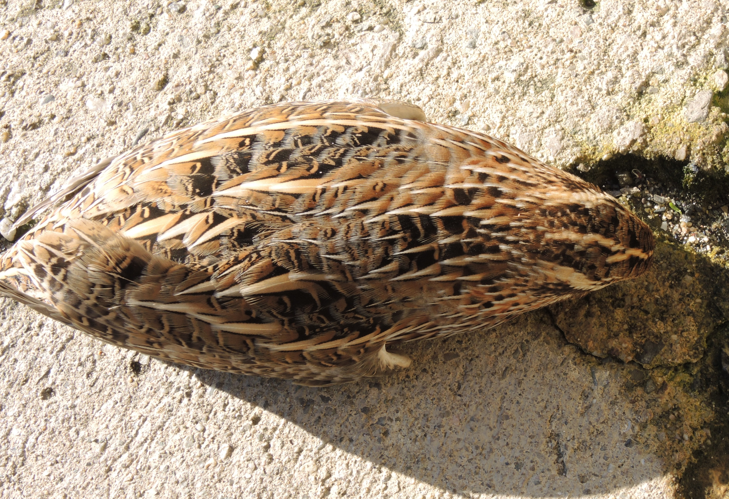 Common Quail