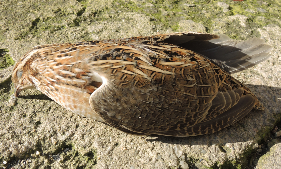Common Quail