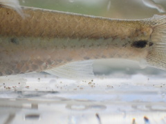 Enteromius trimaculatus