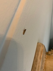 Lepidoptera
