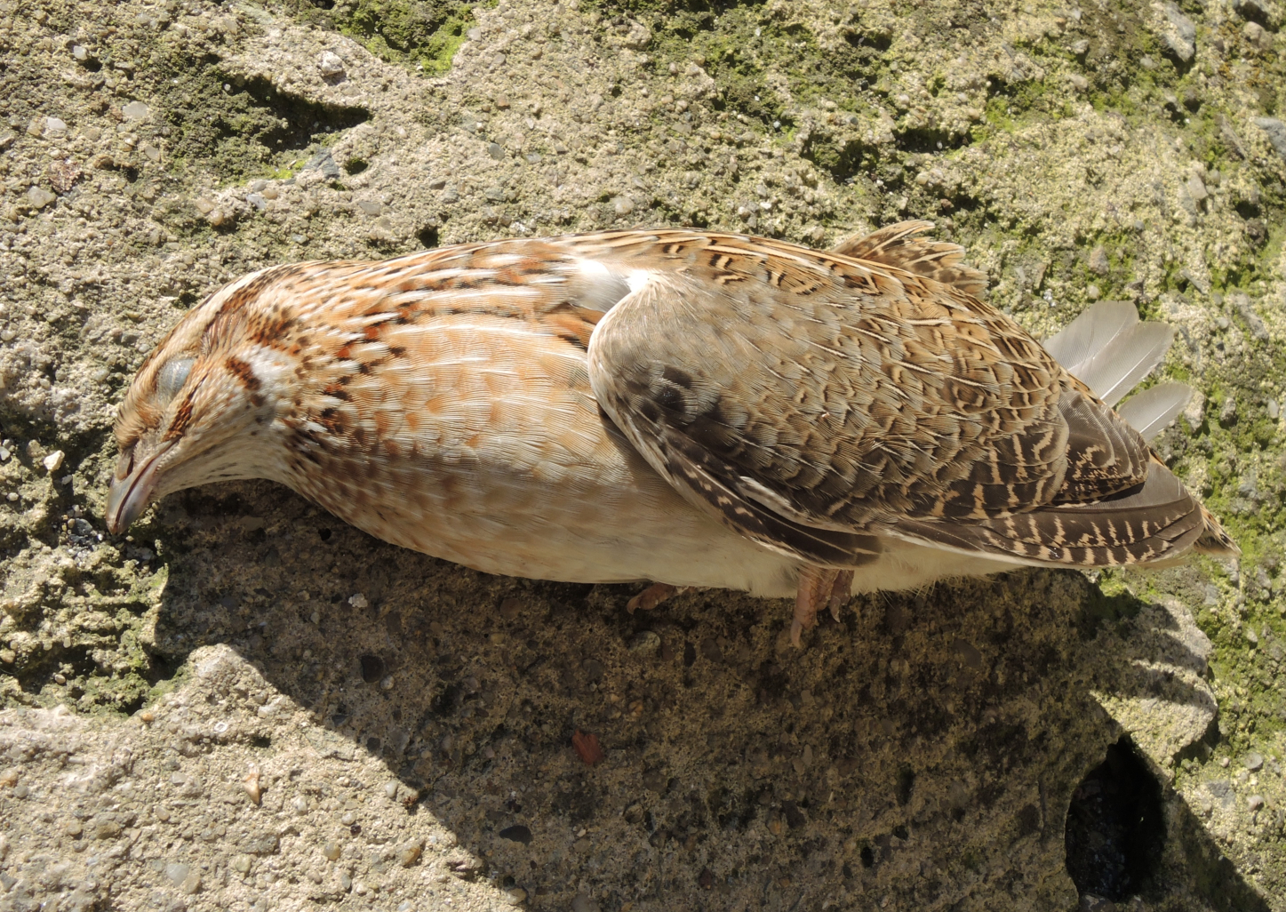 Common Quail
