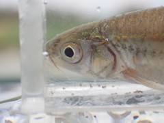 Enteromius trimaculatus