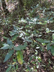 Croton alabamensis