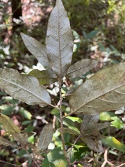 Croton alabamensis