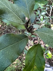 Croton alabamensis